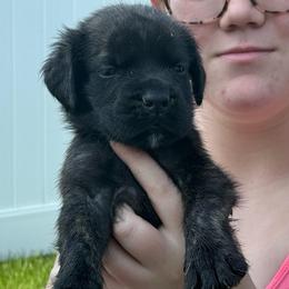 Conway - Brindle male Mastiff puppy in Sioux Falls, South Dakota from Clearbrook Mastiffs