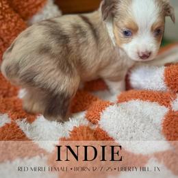 Miniature Australian Shepherd and Toy Australian Shepherd Puppies from Stone & Sage ATX Toy & Mini Aussies
