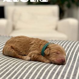 Aloha - Green Collar Male - Red Australian Labradoodle puppy in Whittier, California from Rouxdle Douxdle
