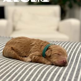 Aloha - Green Collar Male - Red Australian Labradoodle puppy in Whittier, California from Rouxdle Douxdle
