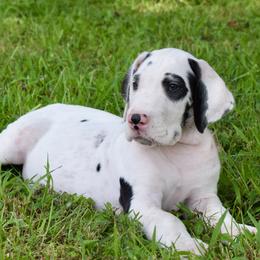 Harlequin male 1 - Harlequin male Great Dane puppy in Golconda, Illinois from Breken Great Danes