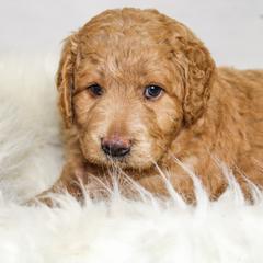 Australian Mountain Doodle, Bernedoodle, and Goldendoodle Puppies from Wynterwood Doodles