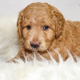 Australian Mountain Doodle, Bernedoodle, and Goldendoodle Puppies from Wynterwood Doodles