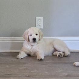 Mr Grey - Light golden male Golden Retriever puppy in Galt, California from Golden Hearts Ranch English Cream Retrievers