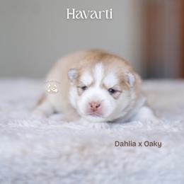 Havarti - Red and white male Pomsky puppy in San Mateo, California from The Pomsky Garden