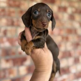 Doc Holiday - Chocolate and tan male Dachshund puppy in Deming, New Mexico from FoxieDoxies of New Mexico