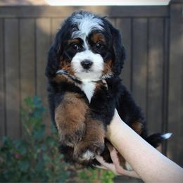 Muffin - Tri-color male Bernedoodle puppy in Eagle Mountain, Utah from Fur Real Puppies.