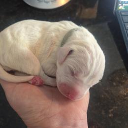 Hera (lite blue) - White and black female Dalmatian puppy in Palmer, Massachusetts from Delaney's Dalmatians 2