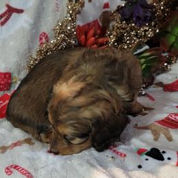 Dachshund Puppies from CLARK'S BREEDING PROGRAM