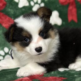 Tostito - Black and tan female American Corgi puppy in Hico, Texas from Chisholm Trail Kennels