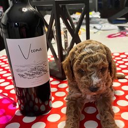 Aussiedoodle Puppies from Our Puppy World - the 3Js