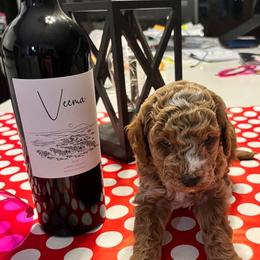 Aussiedoodle Puppies from Our Puppy World - the 3Js