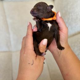 Toblerone - Chocolate male Goldendoodle puppy in Twin Falls, Idaho from Burrow & Bone