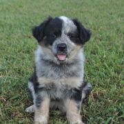 Hot Pink Collar - Working Dog Cross puppy in Alabama from Alsup Farms and Cattle Dogs