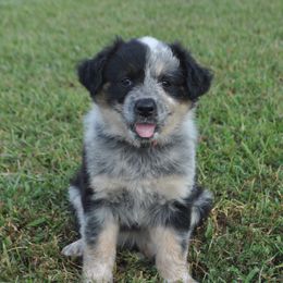 Hot Pink Collar - Working Dog Cross puppy in Alabama from Alsup Farms and Cattle Dogs