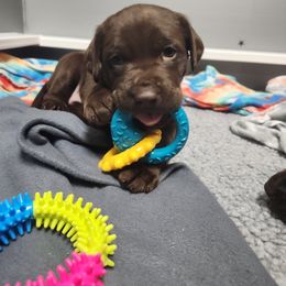Labrador Retriever puppies from Little Shadow Retrievers