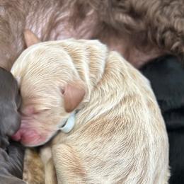 Spot 1 - Apricot male Goldendoodle puppy in Redmond, Oregon from Bourbon and Lace Doodles