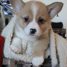 Pembroke Welsh Corgi Puppies from Rhone River Farm Pembroke Welsh Corgis