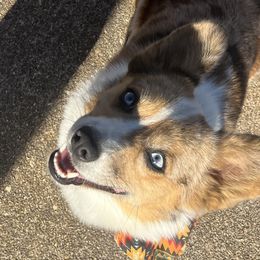 American Corgis from Taylor’s Corgis