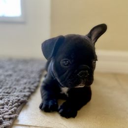 French Bulldog Puppies from Diamond Shores French Bulldogs