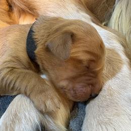 Black Boy - Dark golden male Golden Retriever puppy in Ephrata, Pennsylvania from Goldens Retreat