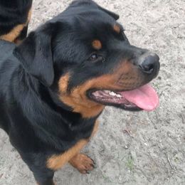 Rottweilers from Lynn's Rottweilers