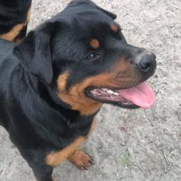 Rottweilers from Lynn's Rottweilers