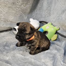 Brindle boy orange - Red brindle male Cairn Terrier puppy in Lore City, Ohio from Loves Kennel