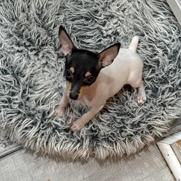 Riley Pup 4 - White black and tan female Toy Fox Terrier puppy in Clermont, Florida from Debbie Hiles's Toy Fox Terriers