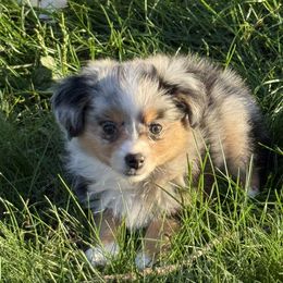 Blue female NOT AVAILABLE - Blue merle female Toy Australian Shepherd puppy in Luzerne, Iowa from Rouse's Aussies