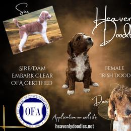 Irish Doodle and Poodle Puppies from Heavenly Poodles