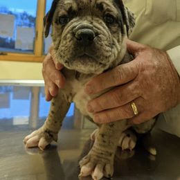 Alapaha Blue Blood Bulldog Puppies from Old Dominion Kennels