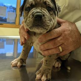 Alapaha Blue Blood Bulldog Puppies from Old Dominion Kennels