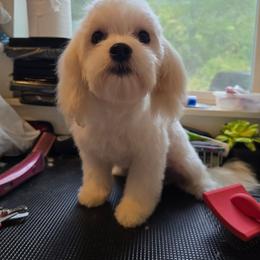 Givenchy - White male Maltipoo puppy in Washington from Mt.BakerPoodles&Doodles