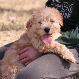 Kirby - Cream male Whoodle puppy in West Bend, Iowa from Blue Skies Terriers