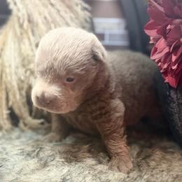 Blaine - Lilac dilute male Chinese Shar-Pei puppy in Lehigh Acres, Florida from Florida Wrinkles