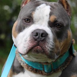 American Bully Puppies from Sky River Bullies