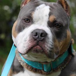 American Bully Puppies from Sky River Bullies