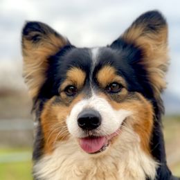 Luna - Pembroke Welsh Corgi