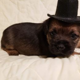 Border Terrier Puppies from Cornerstone Border Terriers
