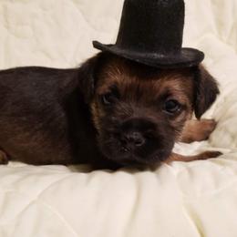 Border Terrier Puppies from Cornerstone Border Terriers