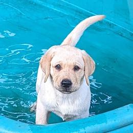 Labrador Retriever Puppies from Labradors Forever