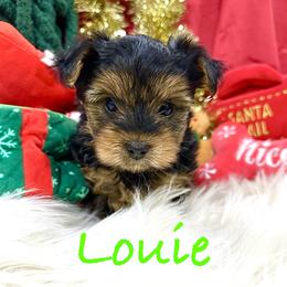 Yorkshire Terrier Puppies from Prims Puppies LLC