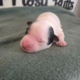 Spud - Chocolate, tan and white male Yorkshire Terrier puppy in Clermont, Florida from Bella's Prissy Butts