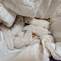 Girl 3 - White female Kuvasz puppy in North Branch, Michigan from Galaxie