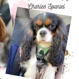 Australian Mountain Doodles, Bernedoodles, Cavalier King Charles Spaniels, Cavapoos, and Goldendoodles from Quartz Mountain Doodles