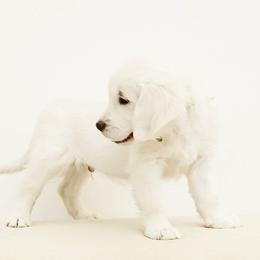 Golden Retriever and Labrador Retriever Puppies from Sierra Hills Retrievers