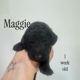 Maggie - Black female Goldendoodle puppy in St. Louis, Illinois from Ashly Miller