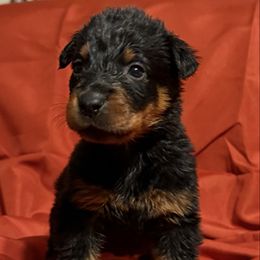 Pink Collar - Black and rust female Beauceron puppy in Floyd’s Knobs, Indiana from Birdwing Beaucerons