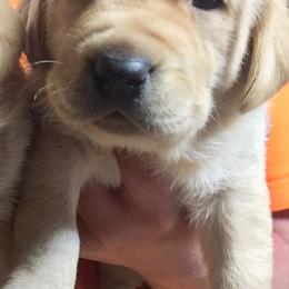 Labrador Retriever Puppies from Fetchmoore’s Labrador Retriever’s